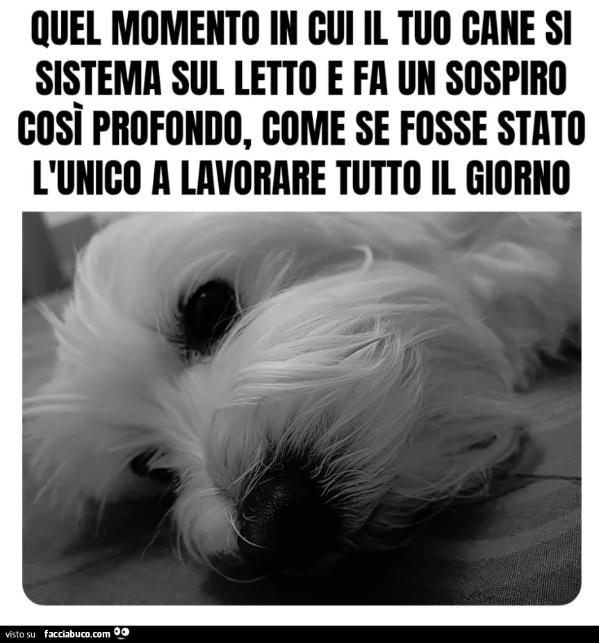 Quel momento in cui il tuo cane si sistema sul letto e fa un sospiro così profondo, come se fosse stato l'unico a lavorare tutto il giorno