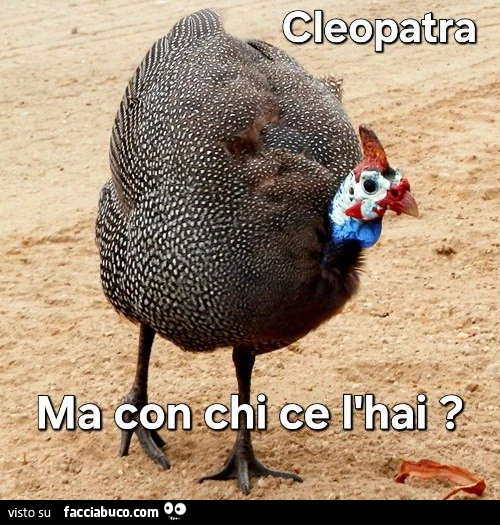 Vaccata