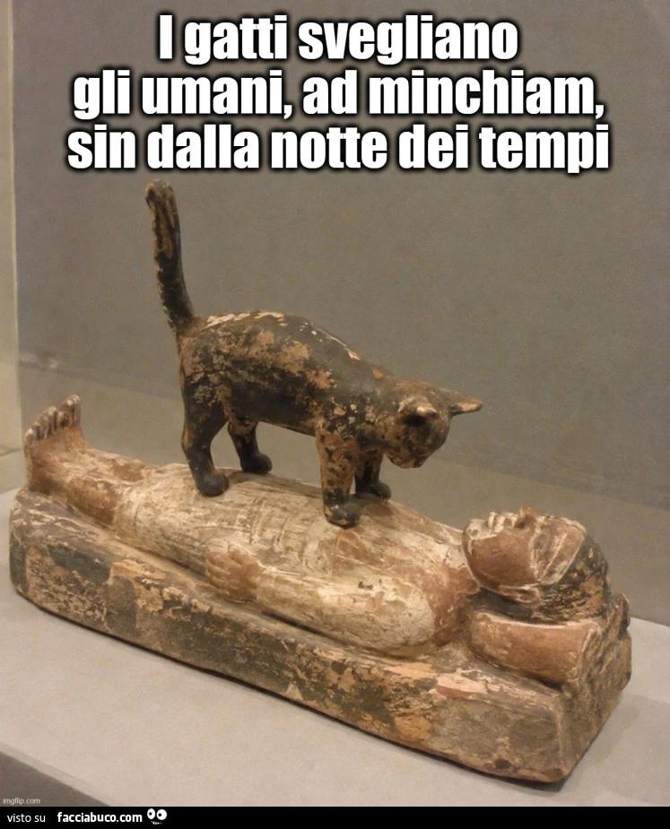 Vaccata