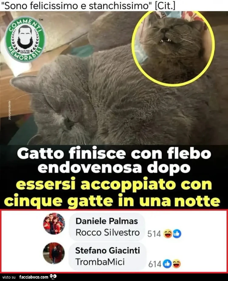 Il gatto