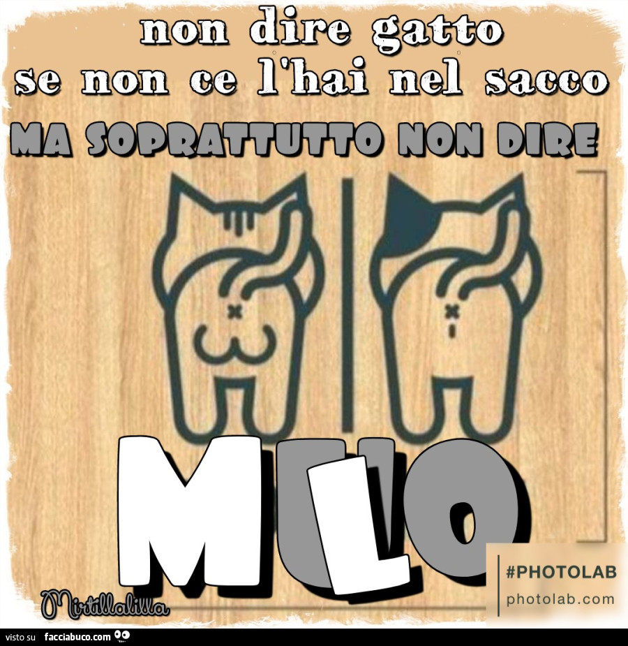 Non dire gatto