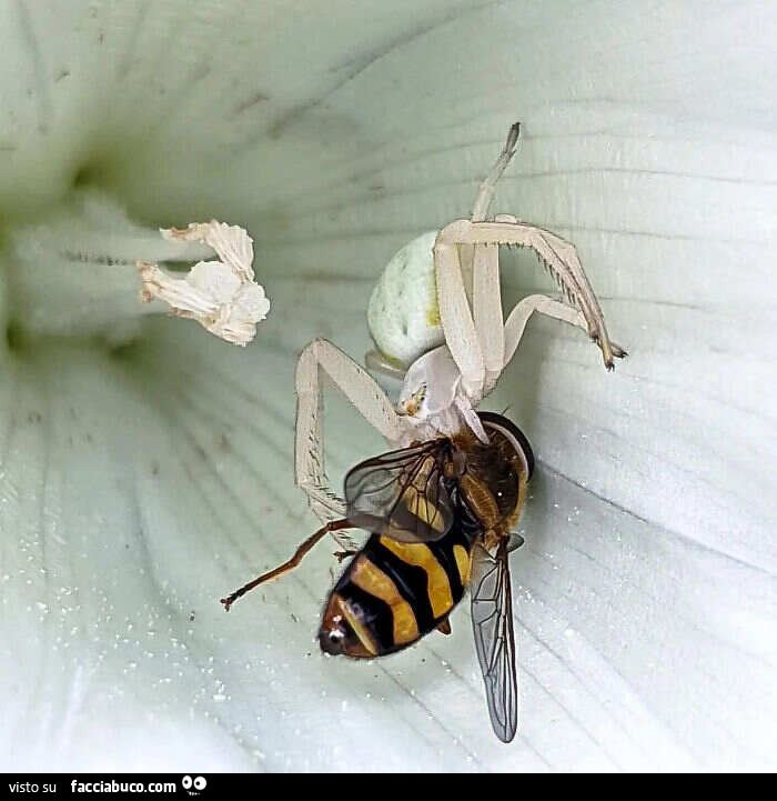 Un ragno travestito da fiore che attacca una mosca mascherata da vespa
