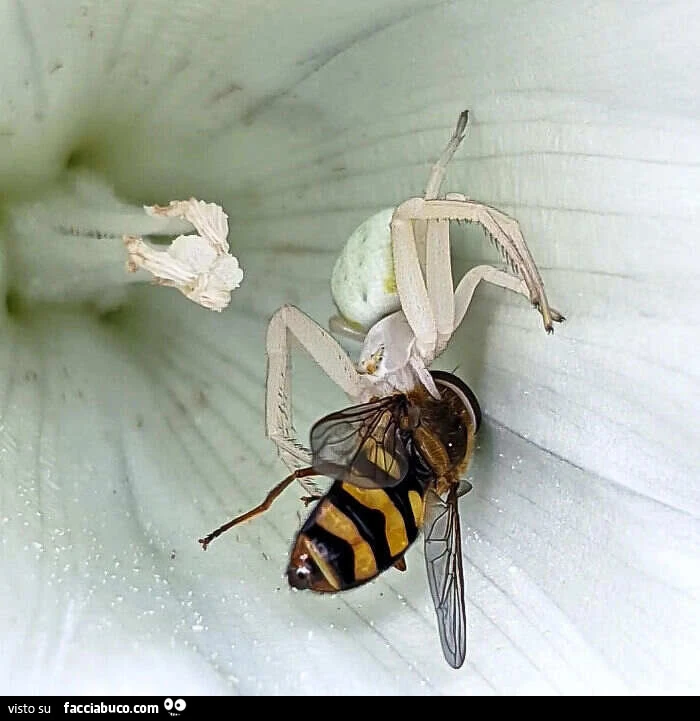 Un ragno travestito da fiore che attacca una mosca mascherata da vespa