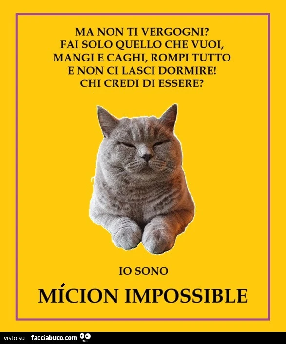 Ma non ti vergogni? Fai solo quello che vuoi, mangi e caghi, rompi tutto e non ci lasci dormire! Chi credi di essere? Io sono micion impossible