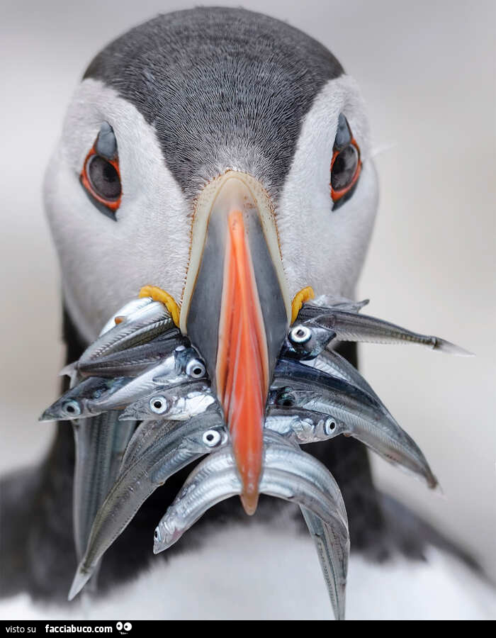 Scatti affascinanti pubblicati da “One Eyeland”, fotografie naturalistiche di animali uccelli insetti