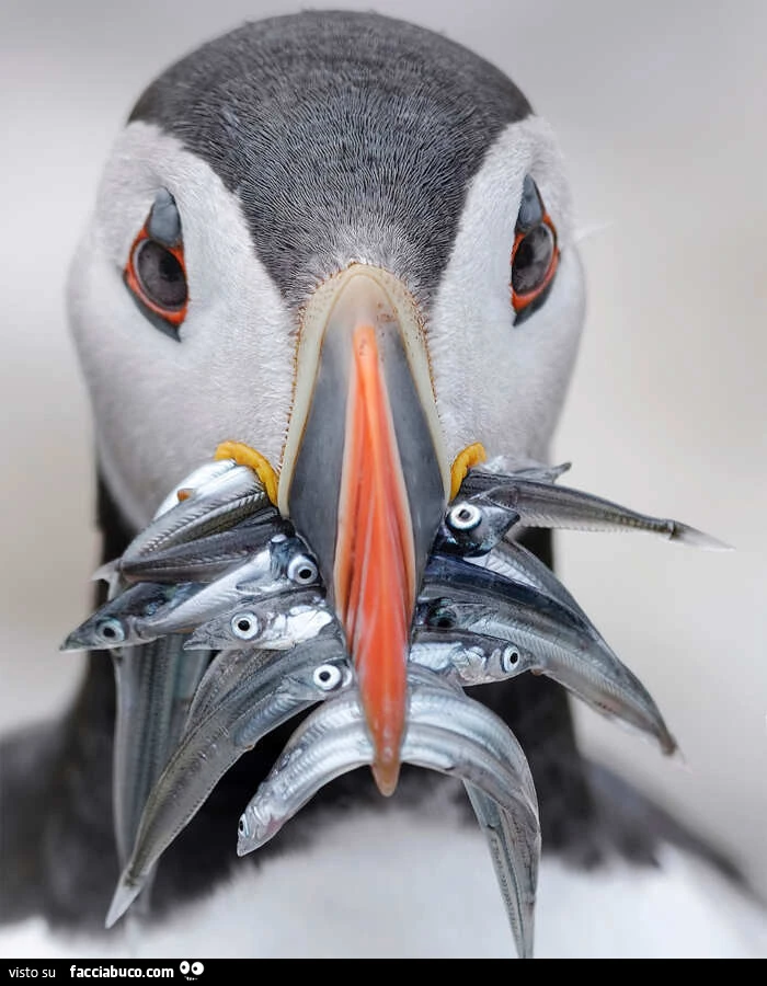 Scatti affascinanti pubblicati da “One Eyeland”, fotografie naturalistiche di animali uccelli insetti