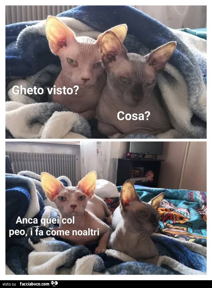 Vaccata