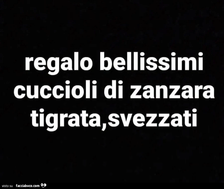 Regalo bellissimi cuccioli di zanzara tigrata, svezzati