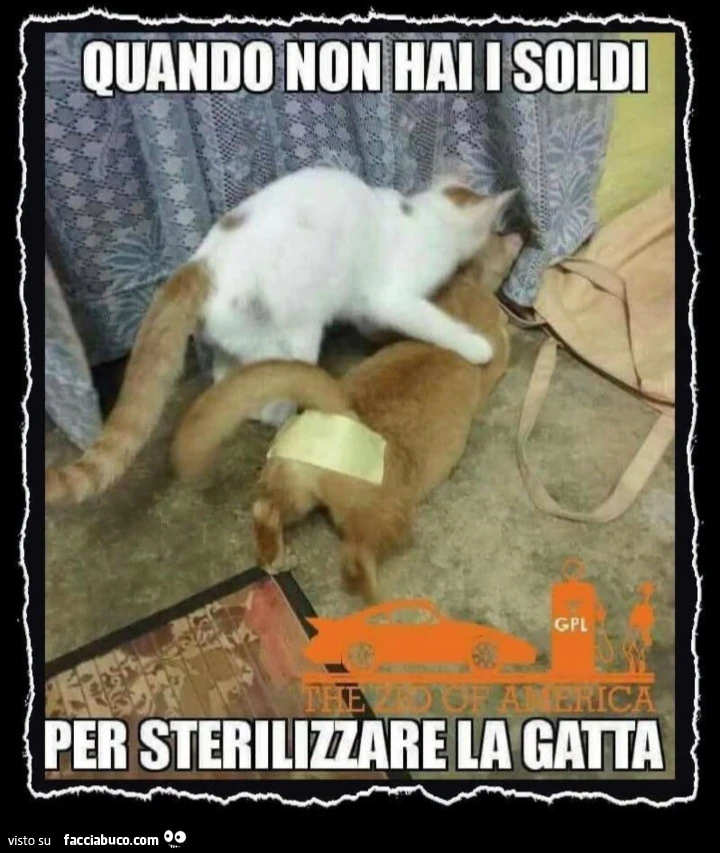 Vaccata