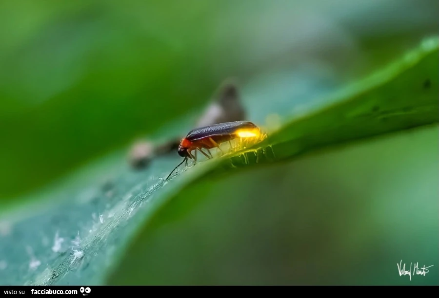 Firefly