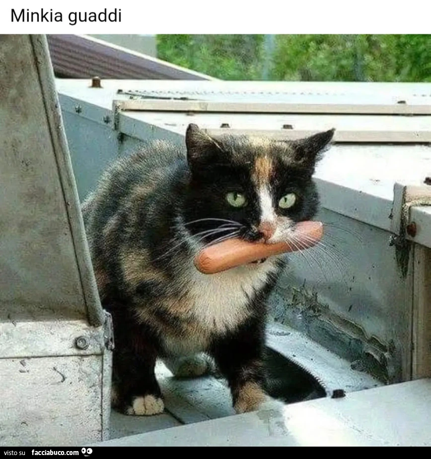Hungry