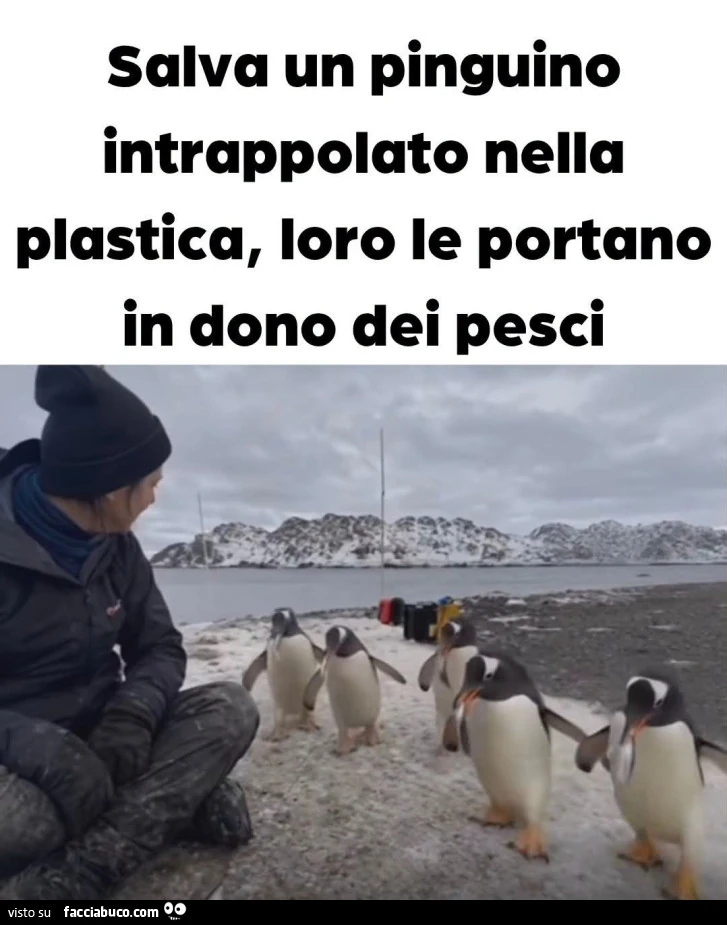 Pinguini