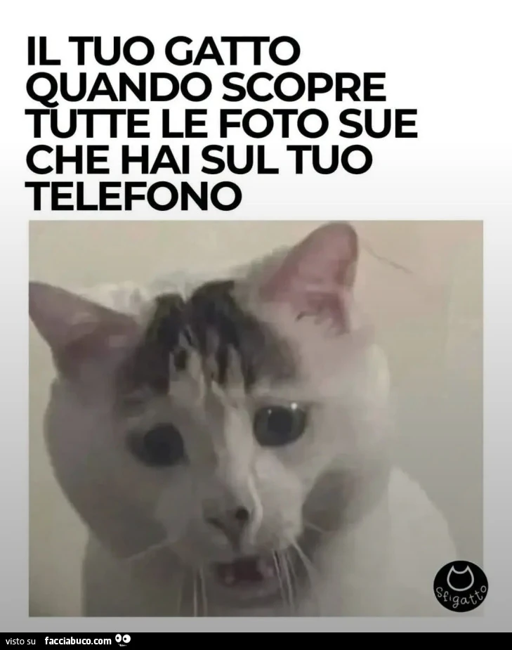IL TUO GATTO QUANDO SCOPRE TUTTE LE FOTO SUE CHE HAI SUL TUO TELEFONO