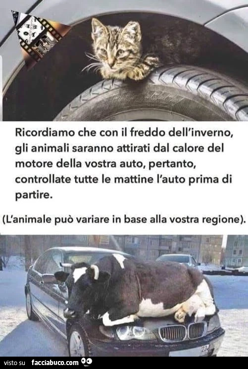 Vaccata