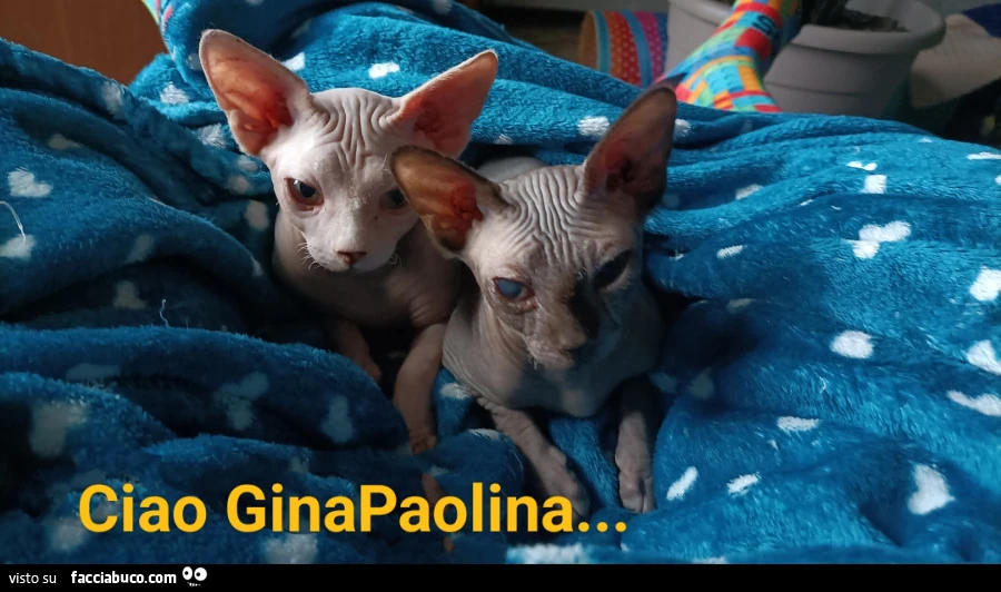 Vaccata