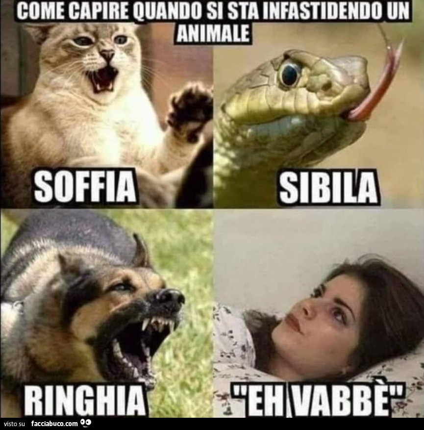 Vaccata
