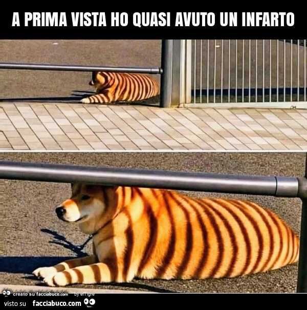 A prima vista ho quasi avuto un infarto