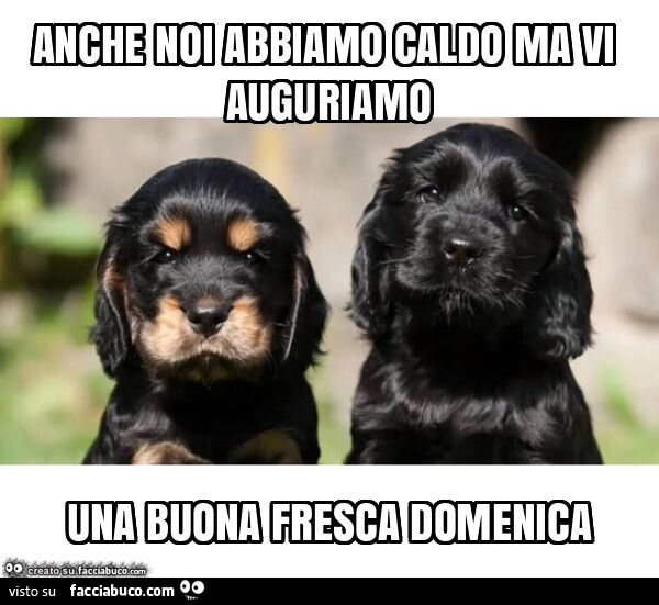 Anche noi abbiamo caldo ma vi auguriamo una buona fresca domenica