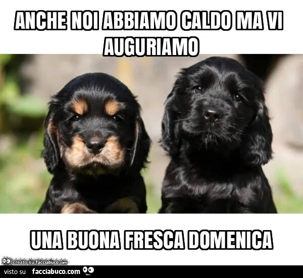 Anche noi abbiamo caldo ma vi auguriamo una buona fresca domenica