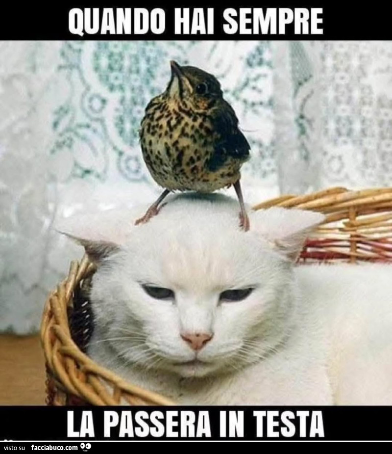 Vaccata