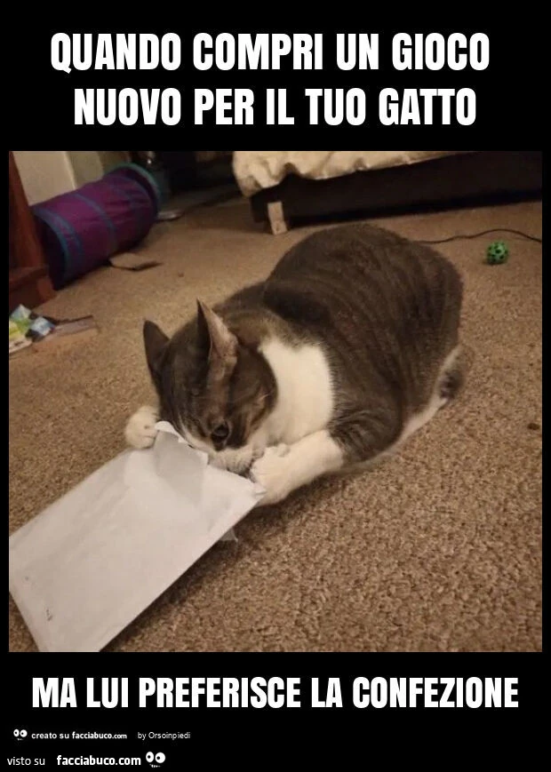 Quando compri un gioco nuovo per il tuo gatto ma lui preferisce la confezione