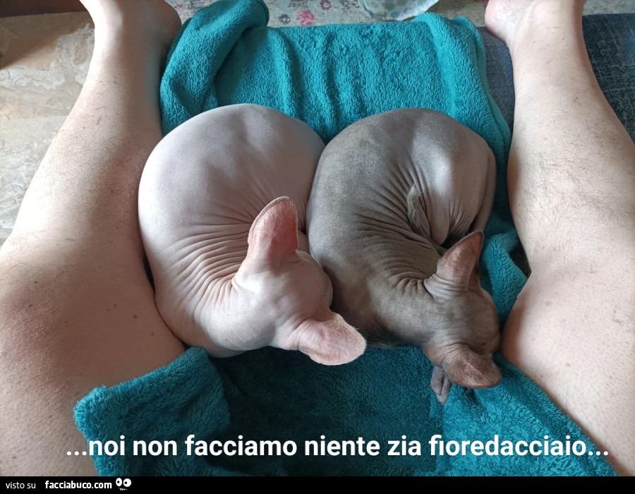 Vaccata