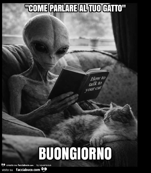 "come parlare al tuo gatto" buongiorno
