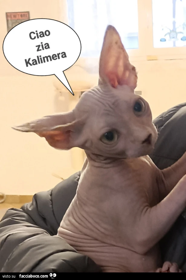 Vaccata