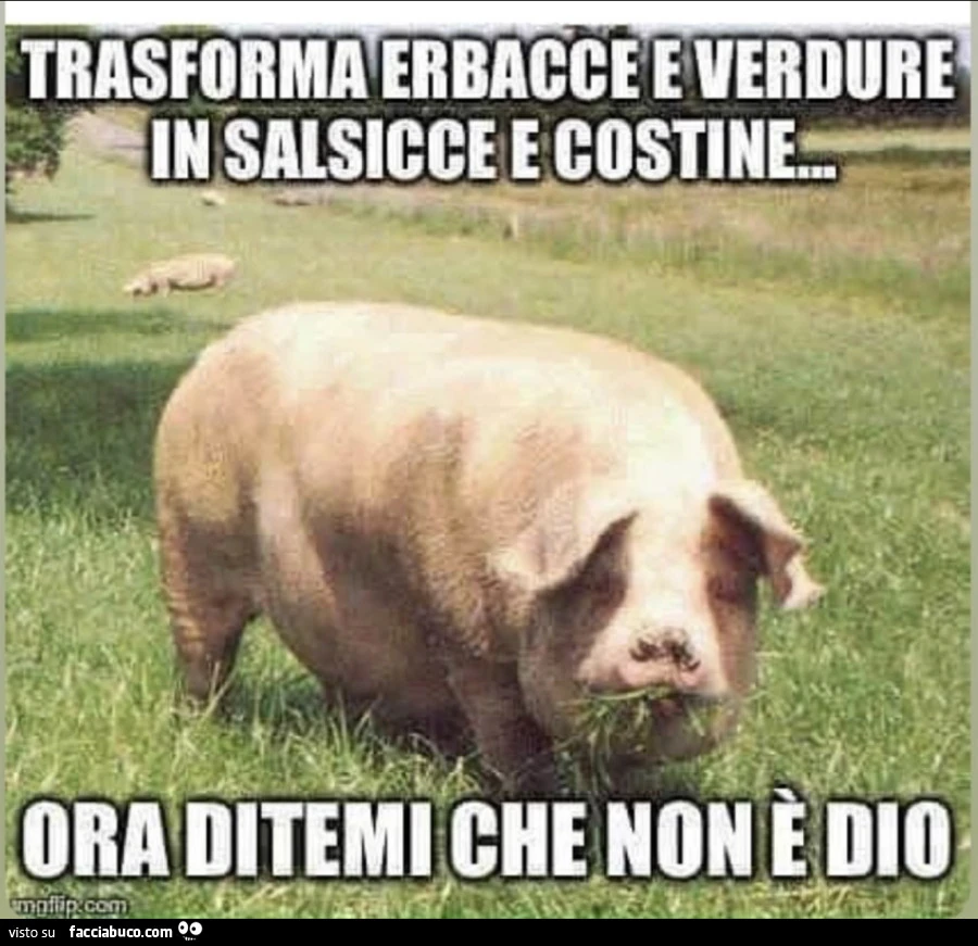 Vaccata