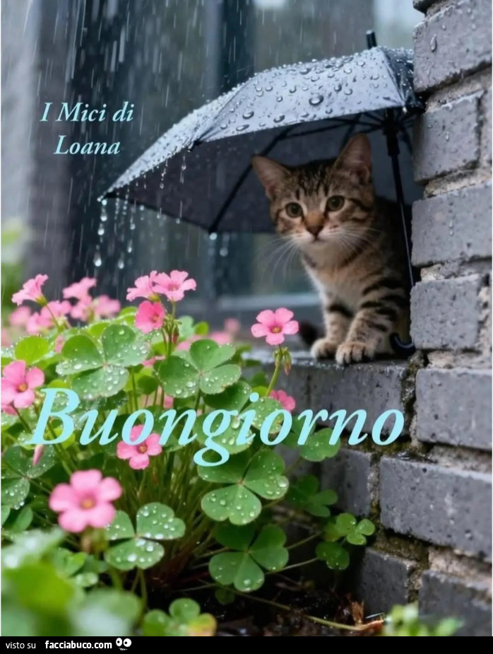 Mercoledì