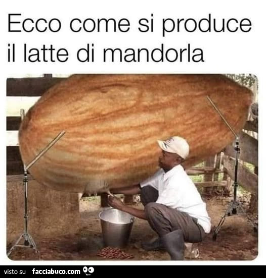 Vaccata