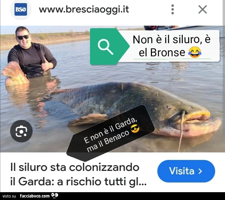 Vaccata