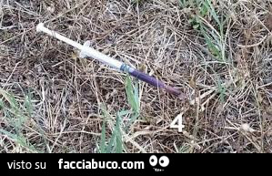 Vaccata