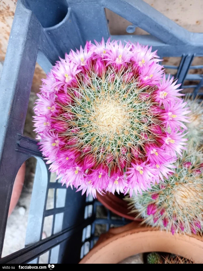 Vaccata