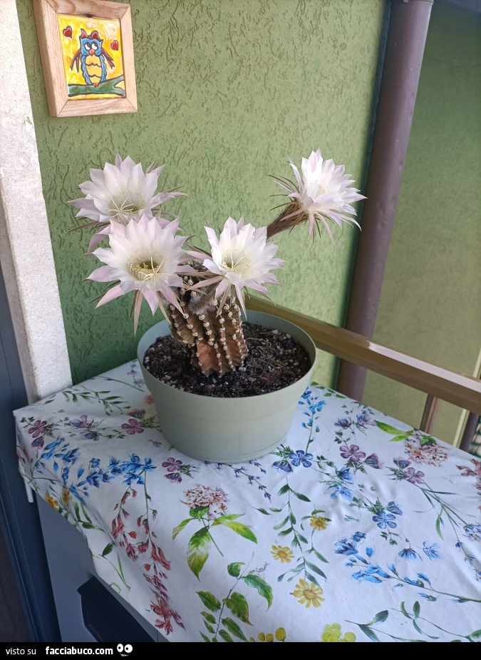 Vaccata