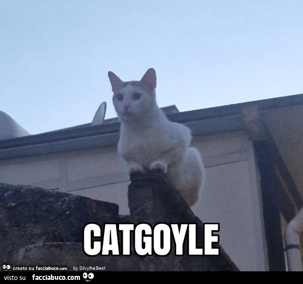 Catgoyle