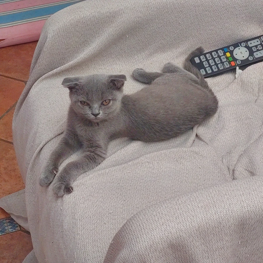 Vaccata