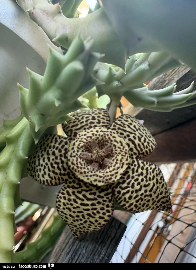 Vaccata