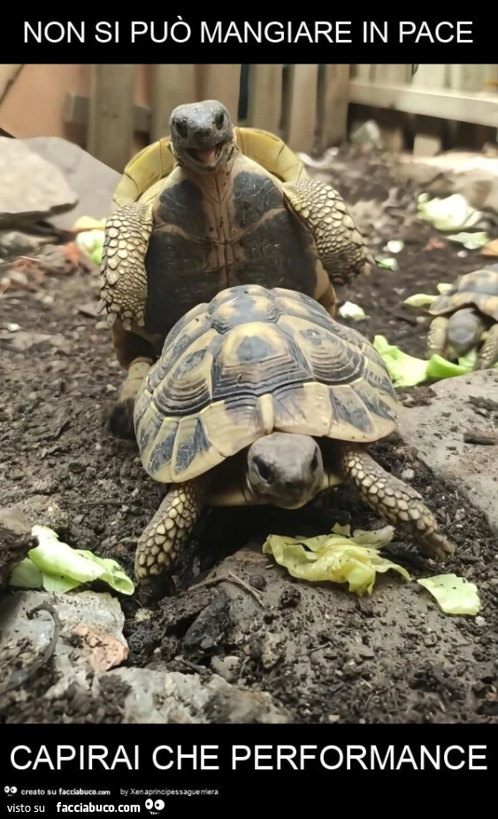 Non si può mangiare in pace capirai che performance