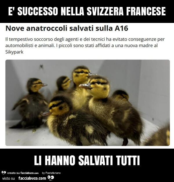È successo nella svizzera francese li hanno salvati tutti