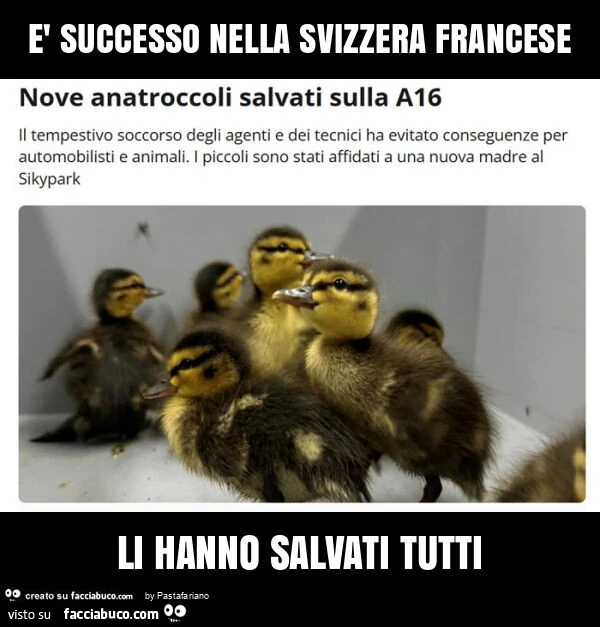 È successo nella svizzera francese li hanno salvati tutti