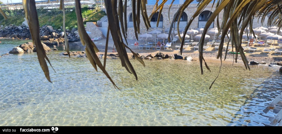 Vaccata