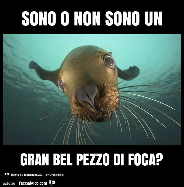 Sono o non sono un gran bel pezzo di foca?