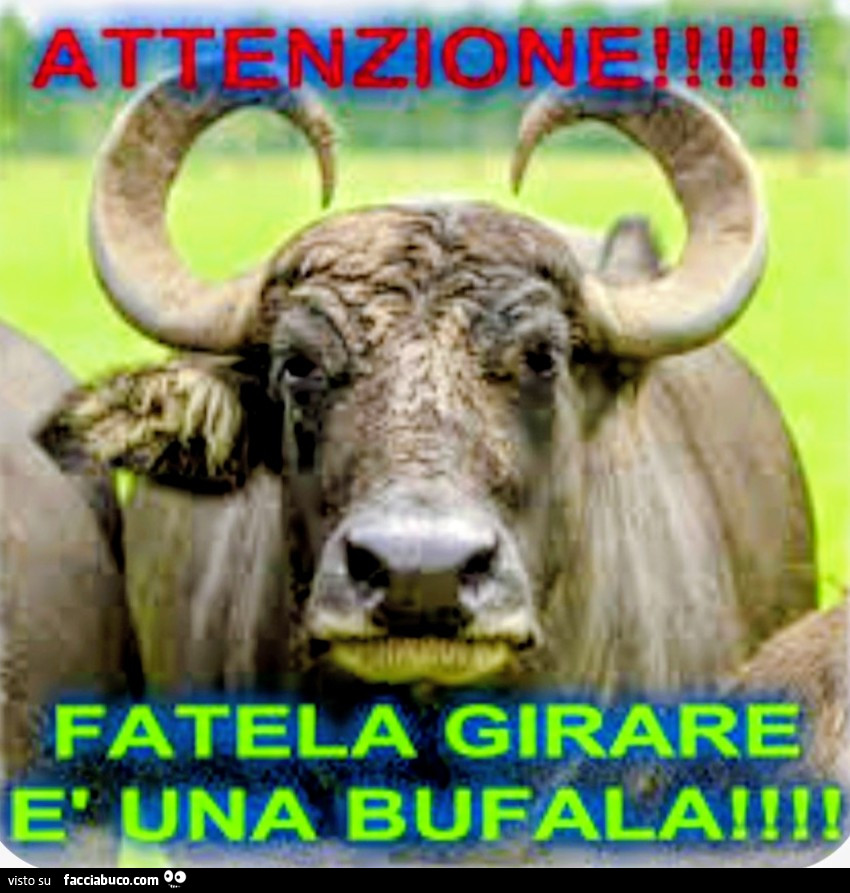 Bufala