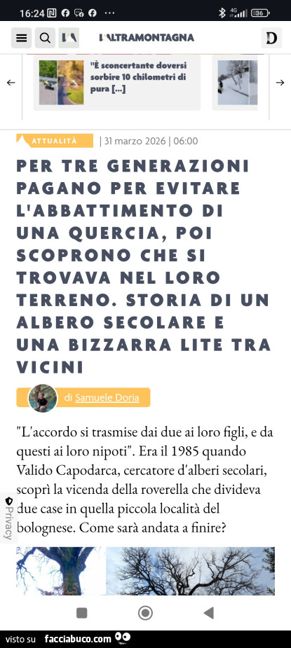 Per tre generazioni pagano per evitare l'abbattimento di una quercia, poi scoprono che si trovava nel loro terreno. Storia di un albero secolare e una bizzarra lite tra vicini