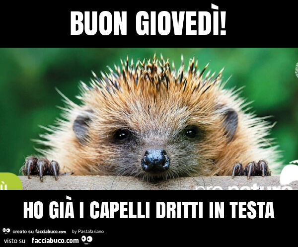 Buon giovedì! Ho già i capelli dritti in testa