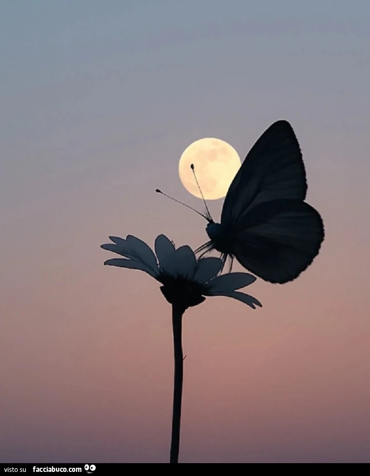 Farfalla