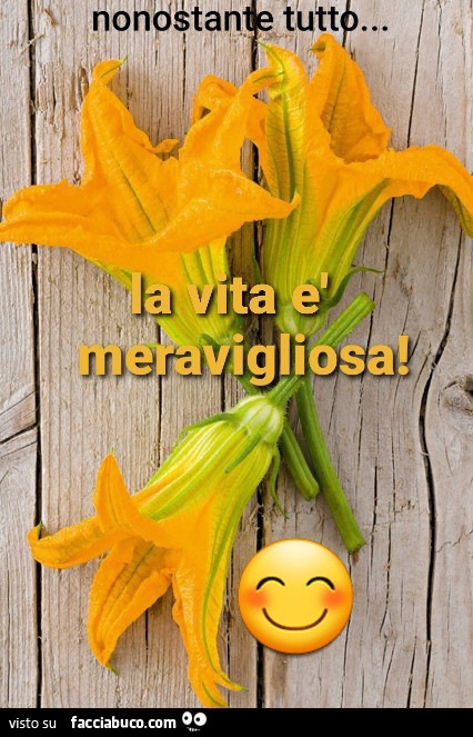 Zucchini