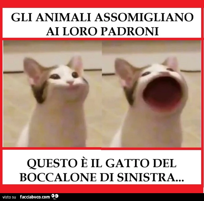 Boccaloni, Gatti dei Boccaloni