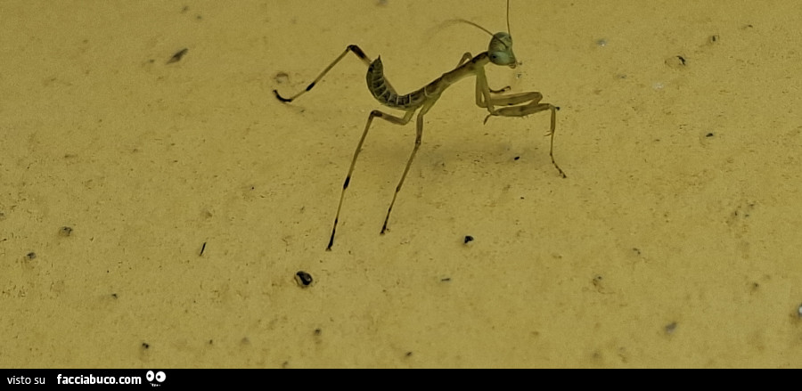 Vaccata